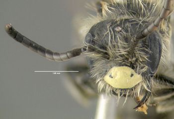 Media type: image;   Entomology 609528 Aspect: head frontal view